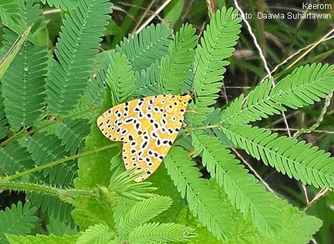 Papua Insects Foundation (Lepidoptera/Erebidae/Arctiinae/Argina astrea)
